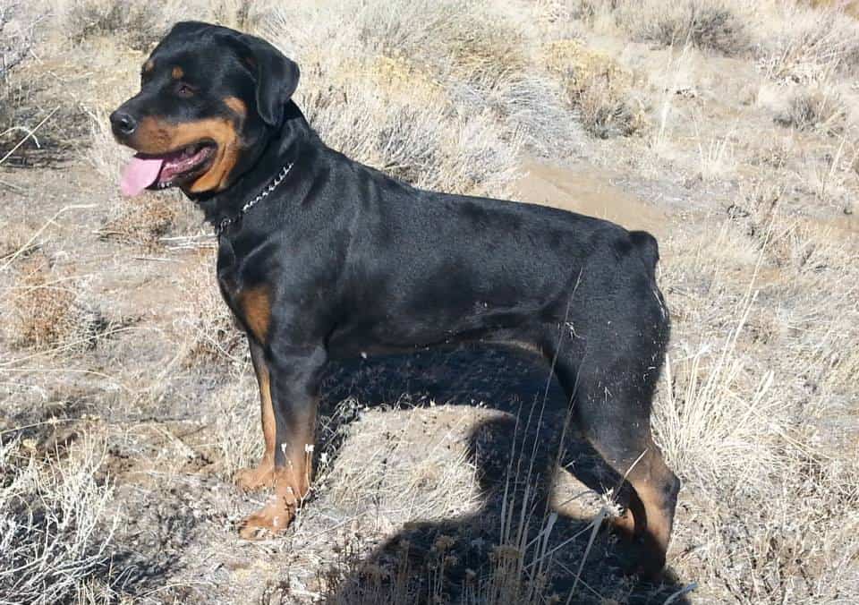 top rottweiler breeders rottweiler breeders in nevada top rottweiler breeders rottweiler breeders in nevada