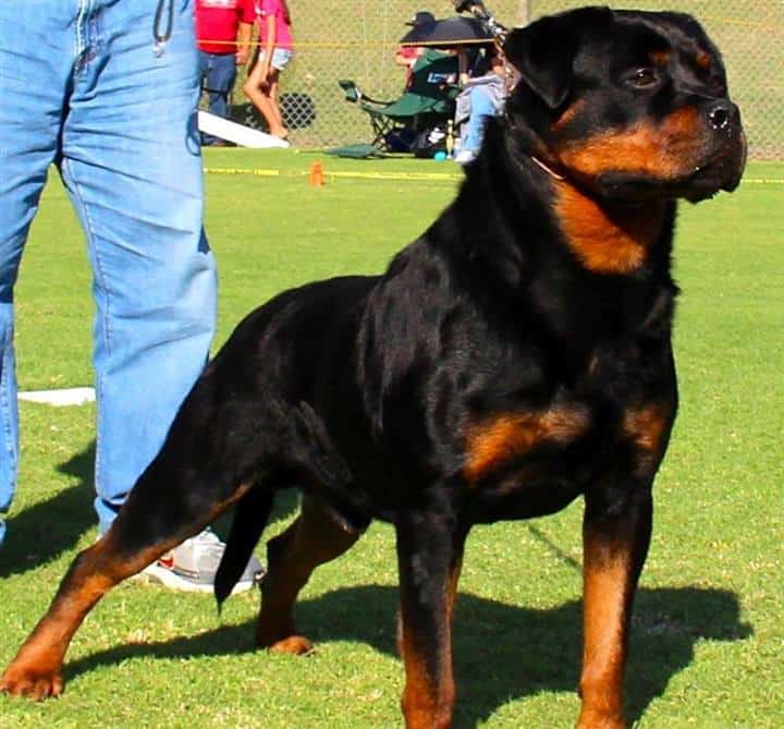 rottweiler puppies for sale in az rottweiler breeders az dogs our friends photo rottweiler puppies for sale in az rottweiler breeders az dogs our friends photo