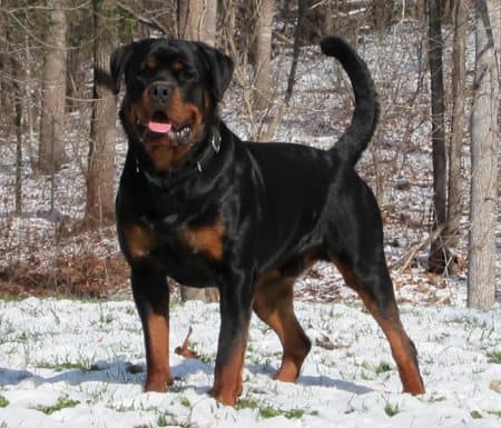 rottweiler breeders in va rottweiler breeders in virginia rottweiler breeders in va rottweiler breeders in virginia