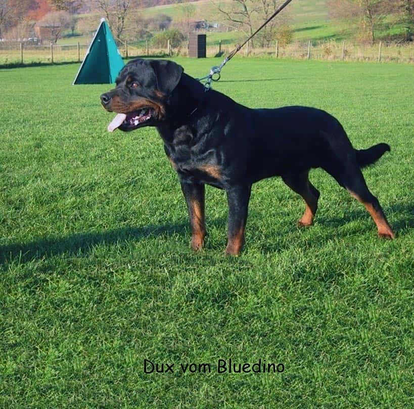 rottweiler behaviour problems rottweiler breeders in michigan rottweiler behaviour problems rottweiler breeders in michigan