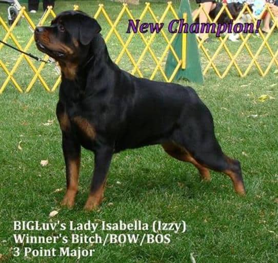 rottweiler puppies for sale reno nv rottweiler rescue reno nv photo rottweiler puppies for sale reno nv rottweiler rescue reno nv photo