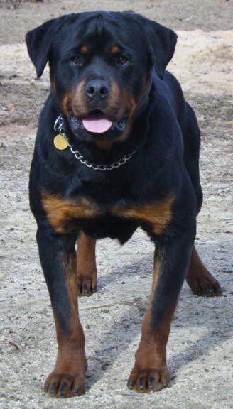 rottweiler breeders nc rottweiler breeders in carolina rottweiler breeders nc rottweiler breeders in carolina