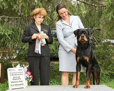 evie rottweiler rottweiler breeders in florida evie rottweiler rottweiler breeders in florida