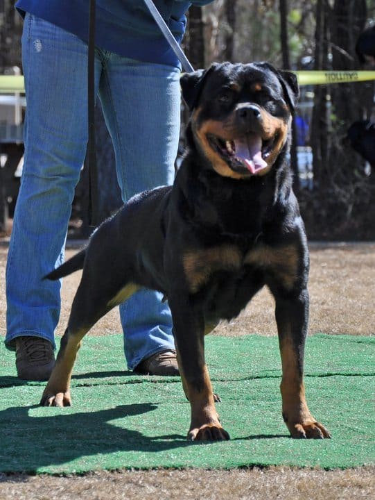 rottweiler breeders in tennessee rottweiler breeders in tennessee rottweiler breeders in tennessee rottweiler breeders in tennessee