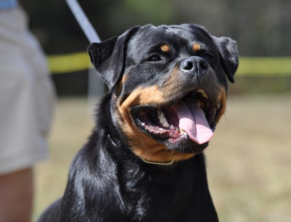 rottweiler breeders in tennessee rottweiler breeders in tennessee rottweiler breeders in tennessee rottweiler breeders in tennessee