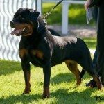 Meradog