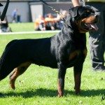 Meradog