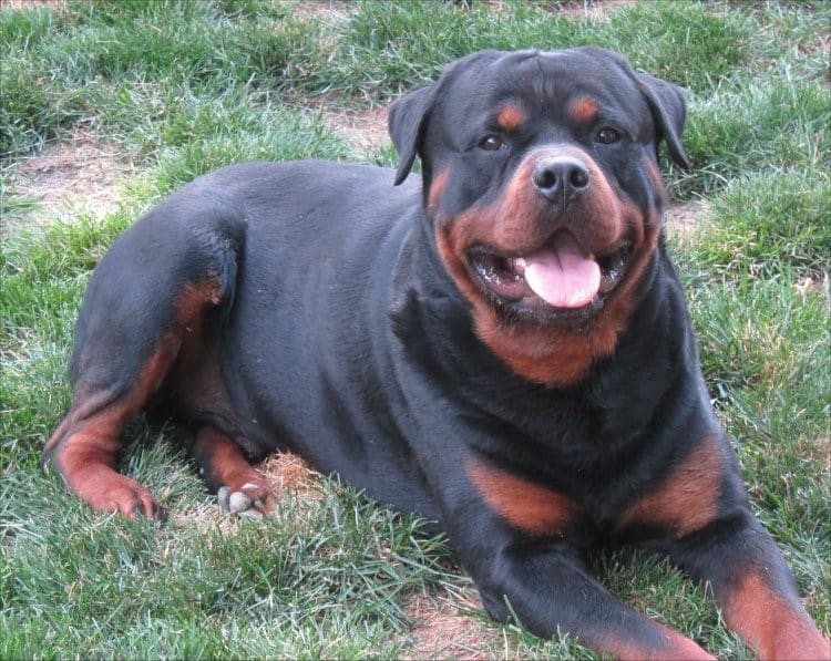 Rottweiler Breeders in Germany