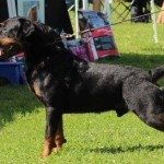 Rostock Rottweilers