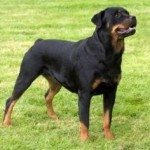 Rostock Rottweilers