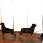 Rostock Rottweilers