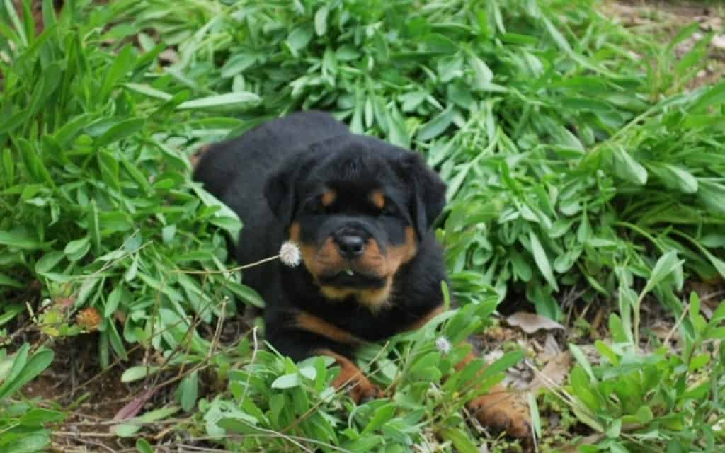 rottweiler puppies ca rottweiler breeders in california rottweiler puppies ca rottweiler breeders in california