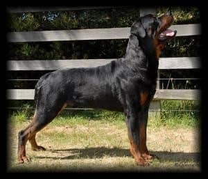 rottweiler breeders in scotland rottweiler breeders in great britain rottweiler breeders in scotland rottweiler breeders in great britain