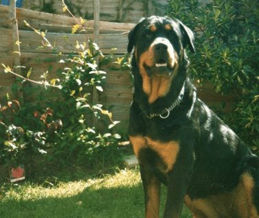 rottweiler breeders in scotland rottweiler breeders in great britain rottweiler breeders in scotland rottweiler breeders in great britain
