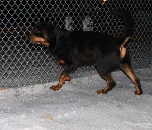 rottweiler aggression problems rottweiler breeders in arkansas rottweiler aggression problems rottweiler breeders in arkansas
