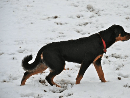 rottweiler breeders in scotland rottweiler breeders in great britain rottweiler breeders in scotland rottweiler breeders in great britain