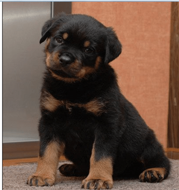 rottweiler breeders in scotland rottweiler breeders in great britain rottweiler breeders in scotland rottweiler breeders in great britain