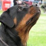 Marvelrott