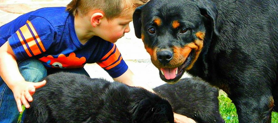 rottweiler aggression problems rottweiler breeders in utah rottweiler aggression problems rottweiler breeders in utah