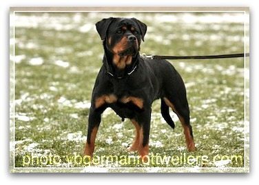 rottweiler behaviour problems rottweiler breeders in missouri rottweiler behaviour problems rottweiler breeders in missouri