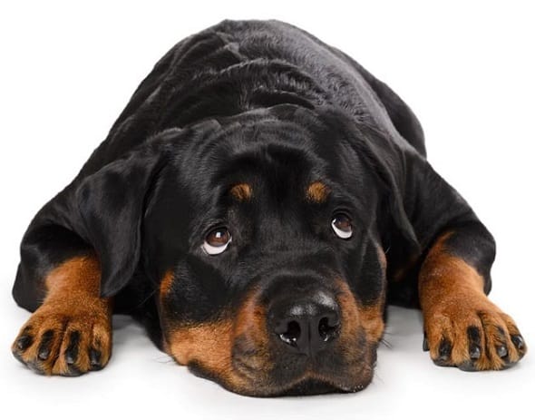 rottweiler dogs 101 importance of a healthy rottweiler diet rottweilerhq rottweiler dogs 101 importance of a healthy rottweiler diet rottweilerhq