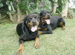 rottweiler aggression problems dominant behavior in rottweilers how to fix it rottweilerhq rottweiler aggression problems dominant behavior in rottweilers how to fix it rottweilerhq