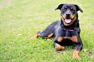 rottweiler aggression problems rottweiler rescues in carolina rottweiler aggression problems rottweiler rescues in carolina