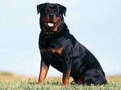 Big Rottweiler