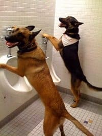 Potty Training