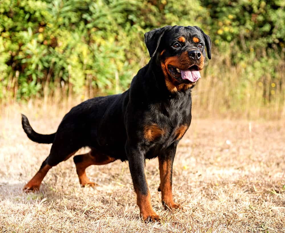 Rottweiler Disobedience Problems