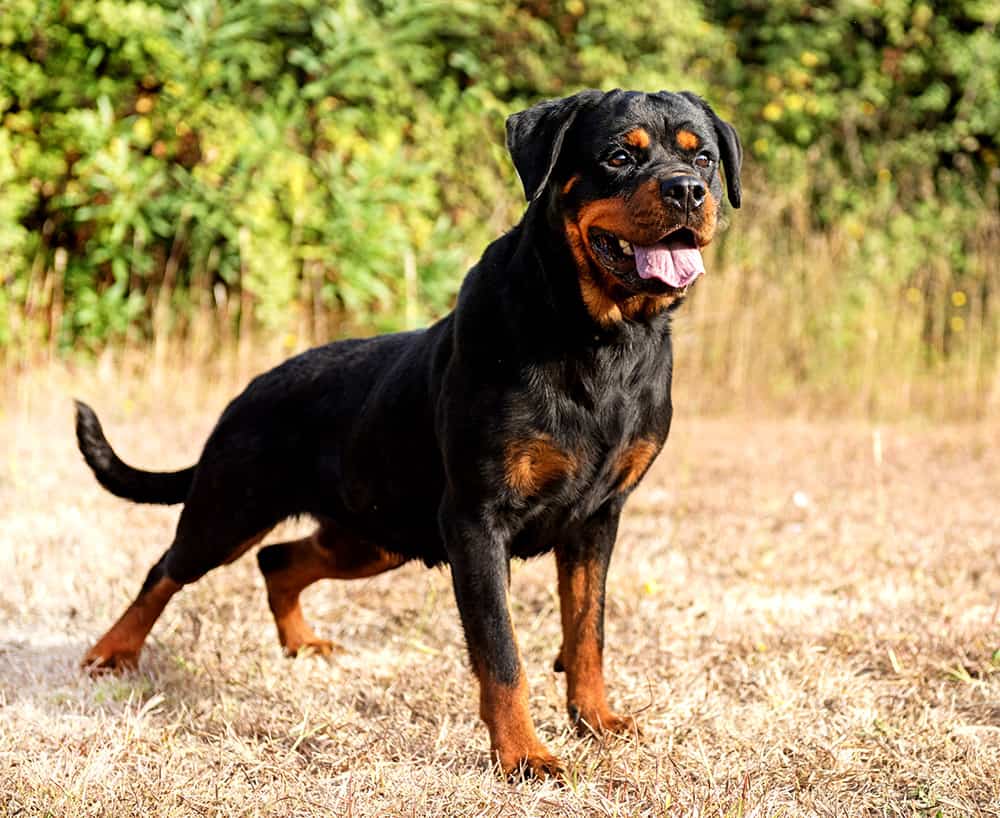 rottweiler-hq-misbehaving.jpg