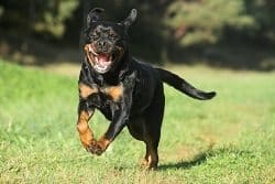 rottweiler aggression problems how to stop your rottweiler from jumping on rottweilerhq rottweiler aggression problems how to stop your rottweiler from jumping on rottweilerhq