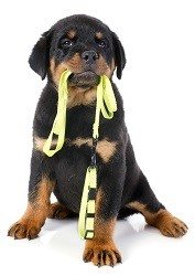 Rottweiler Leash Pulling