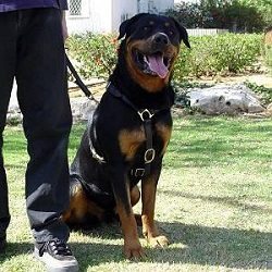 Rottweiler On The Leash