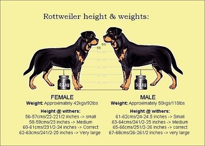 Image Result For Rottweiler Large