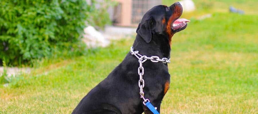 rottweiler puppies utah rottweiler breeders in utah rottweiler puppies utah rottweiler breeders in utah