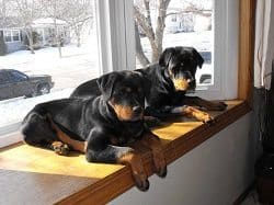 Dogs On The Window