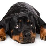 how much food should i feed my rottweiler puppy how much should i feed my rottweiler rottweilerhq how much food should i feed my rottweiler puppy how much should i feed my rottweiler rottweilerhq