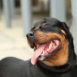 Happy Rottweiler