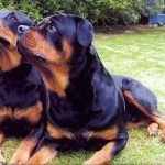 rottweiler behaviour problems how to handle aggression in rottweilers rottweilerhq rottweiler behaviour problems how to handle aggression in rottweilers rottweilerhq