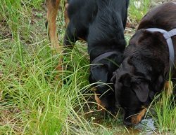Rottweiler Searching For Poop