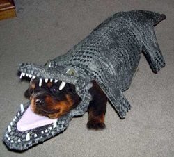 Dog Play Biting Too Hard Dog Play Biting Too Hard