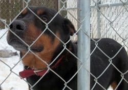 Rottweiler Shelter Rescue