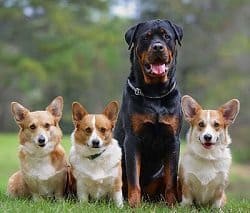 Rottweiler Sit Command