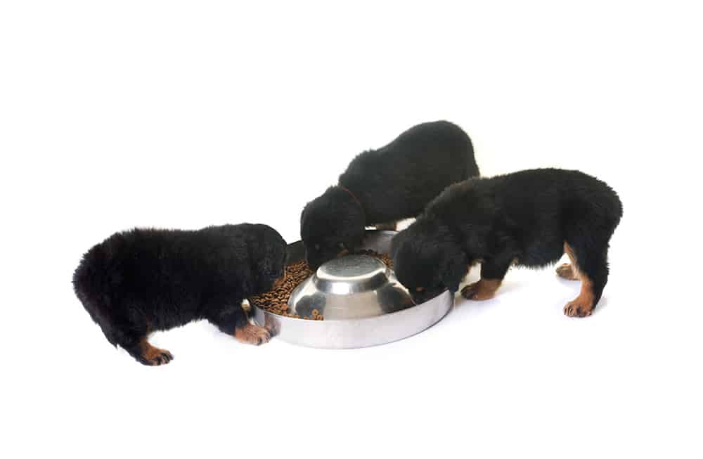 How Much Should I Feed My Rottweiler?